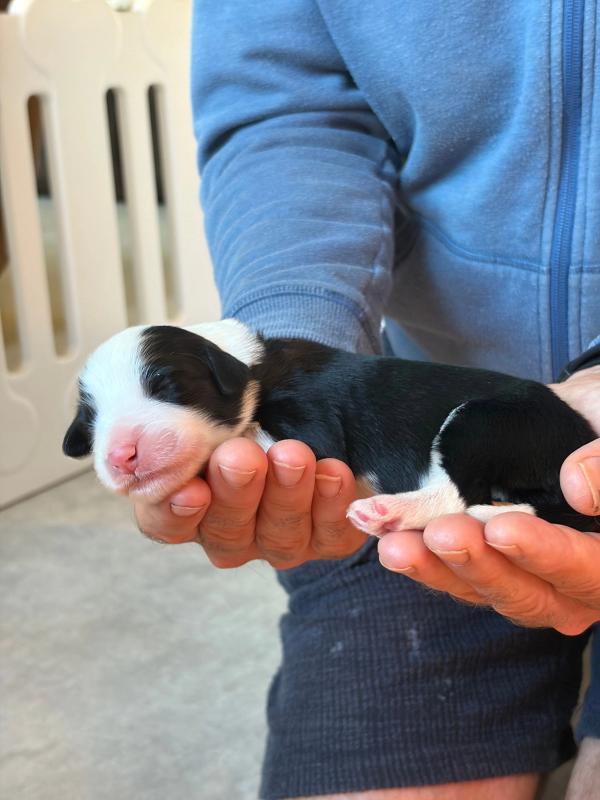 BORGIA — chiot de Maverick & Romy