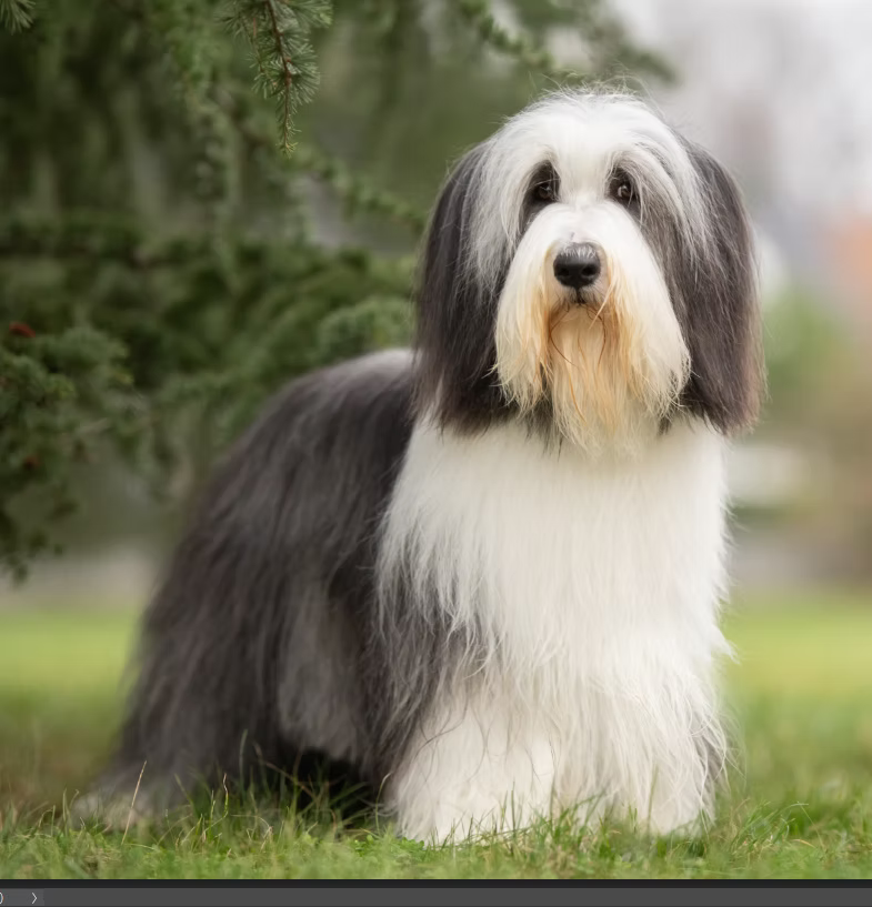 Élevage De Saint Prixe — Bearded Collies en Alsace