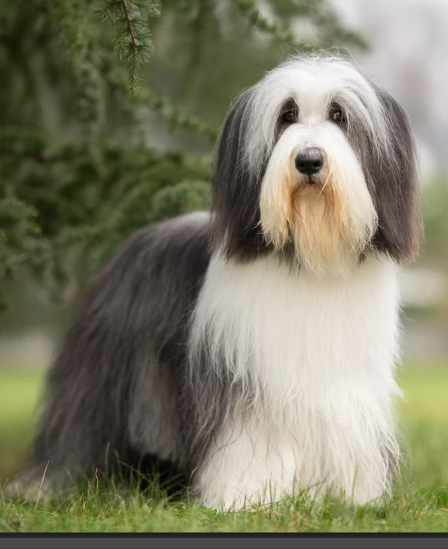 Élevage De Saint Prixe — Bearded Collies en Alsace