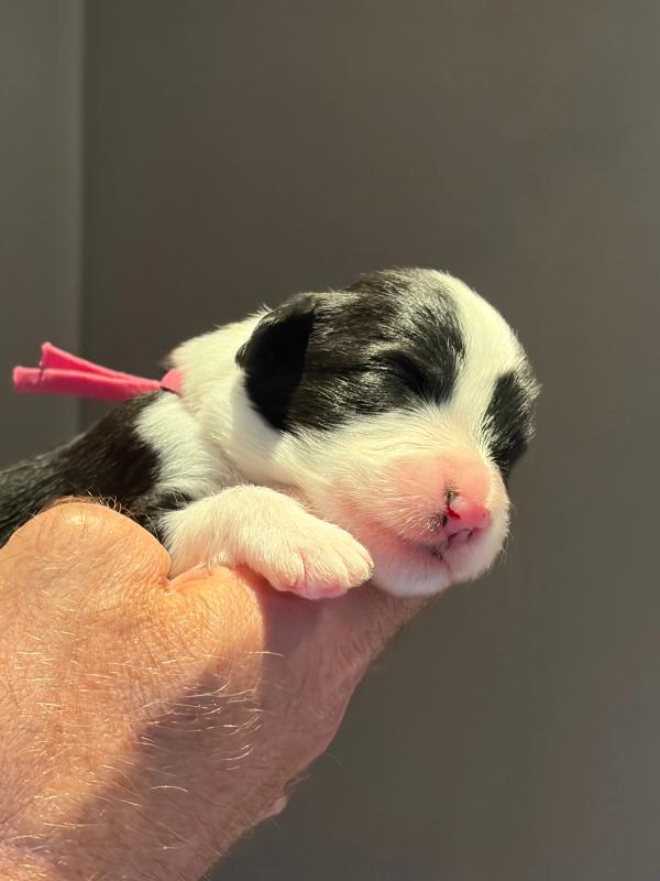 BERENICE — chiot de Maverick & Romy