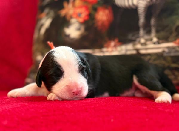 BORGIA — chiot de Maverick & Romy