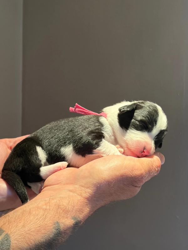 BERENICE — chiot de Maverick & Romy