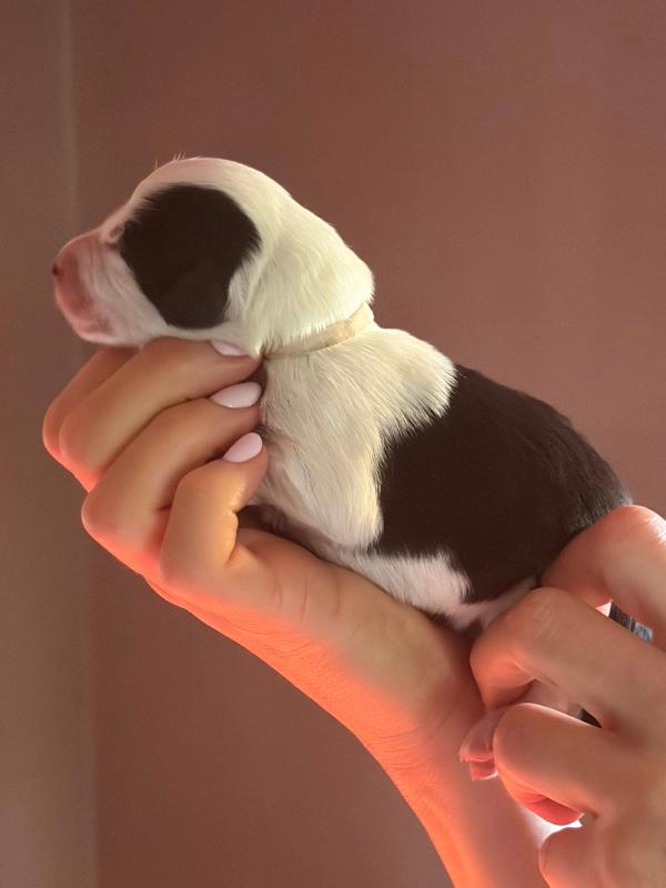 BIANCA — chiot de Maverick & Romy