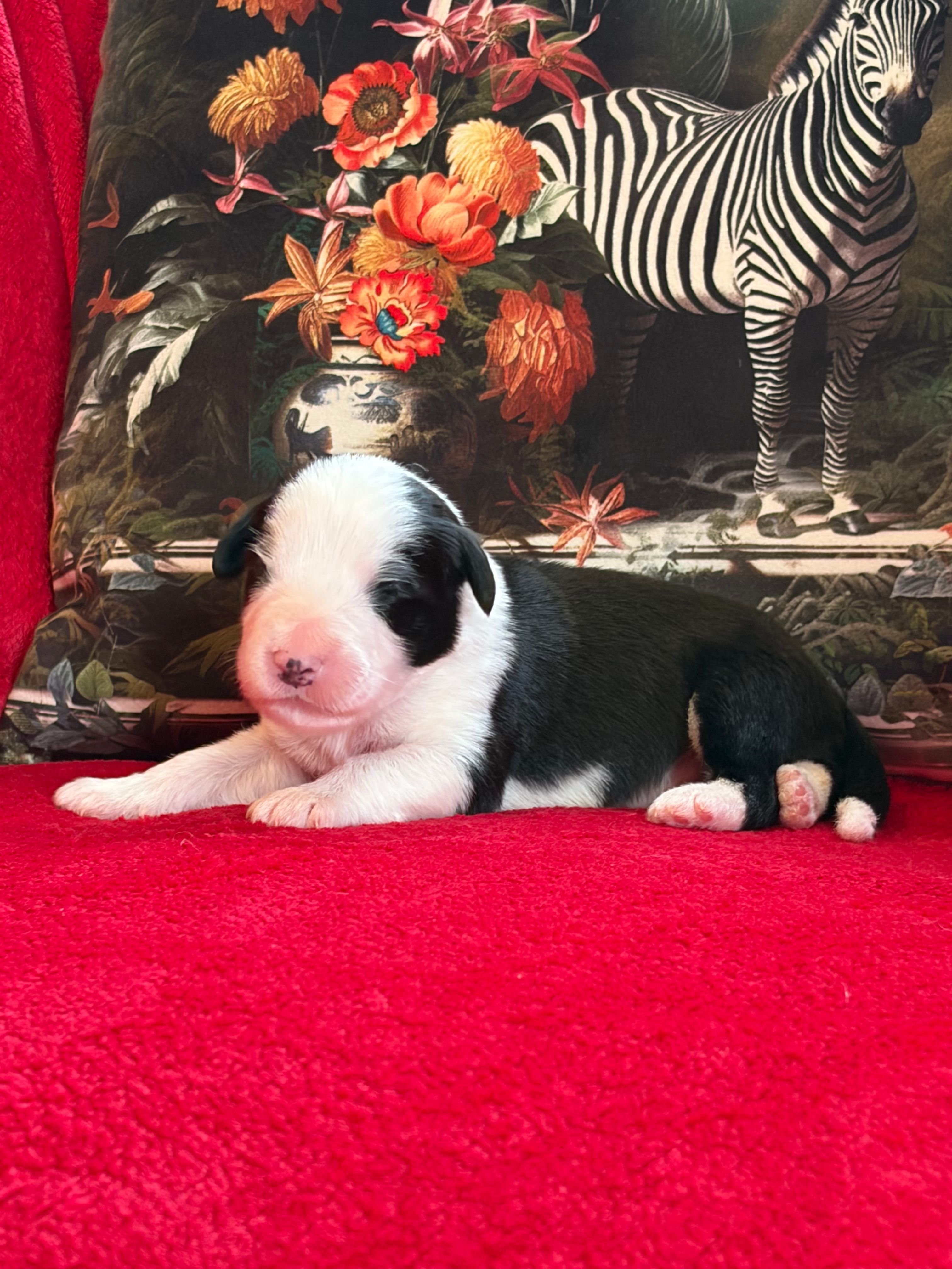 BACCARAT — chiot de Maverick & Romy