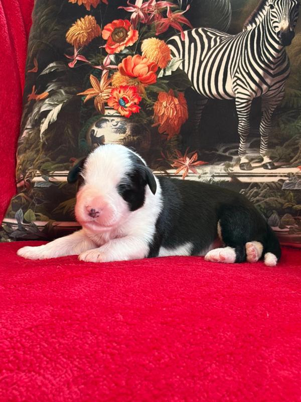 BACCARAT — chiot de Maverick & Romy