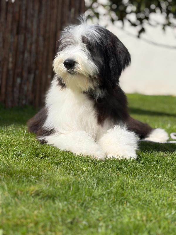 Photo de ARMONY DE SAINT PRIXE "MINDY"