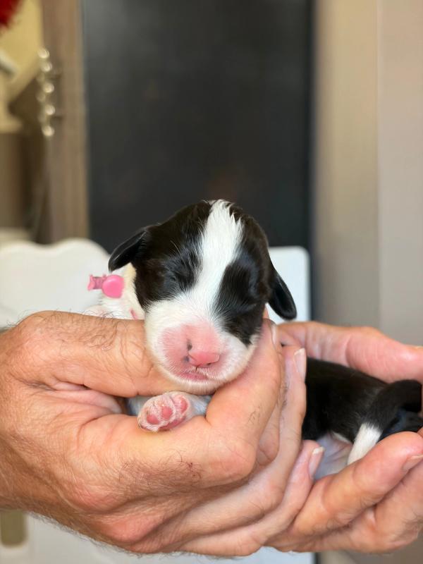 BERENICE — chiot de Maverick & Romy