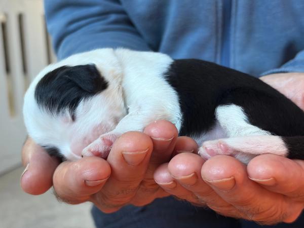 BIANCA — chiot de Maverick & Romy