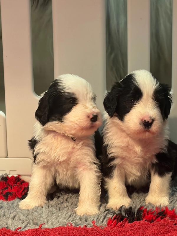 Portée de Maverick & Romy