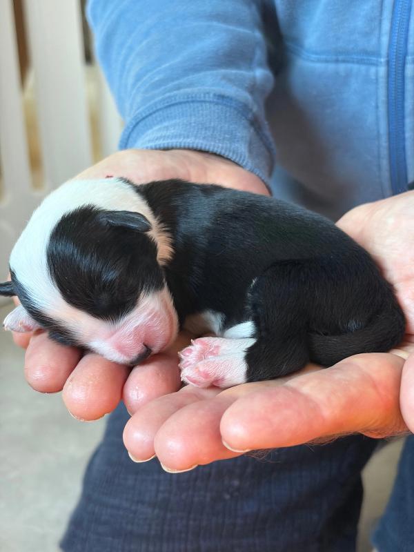 BELLA — chiot de Maverick & Romy