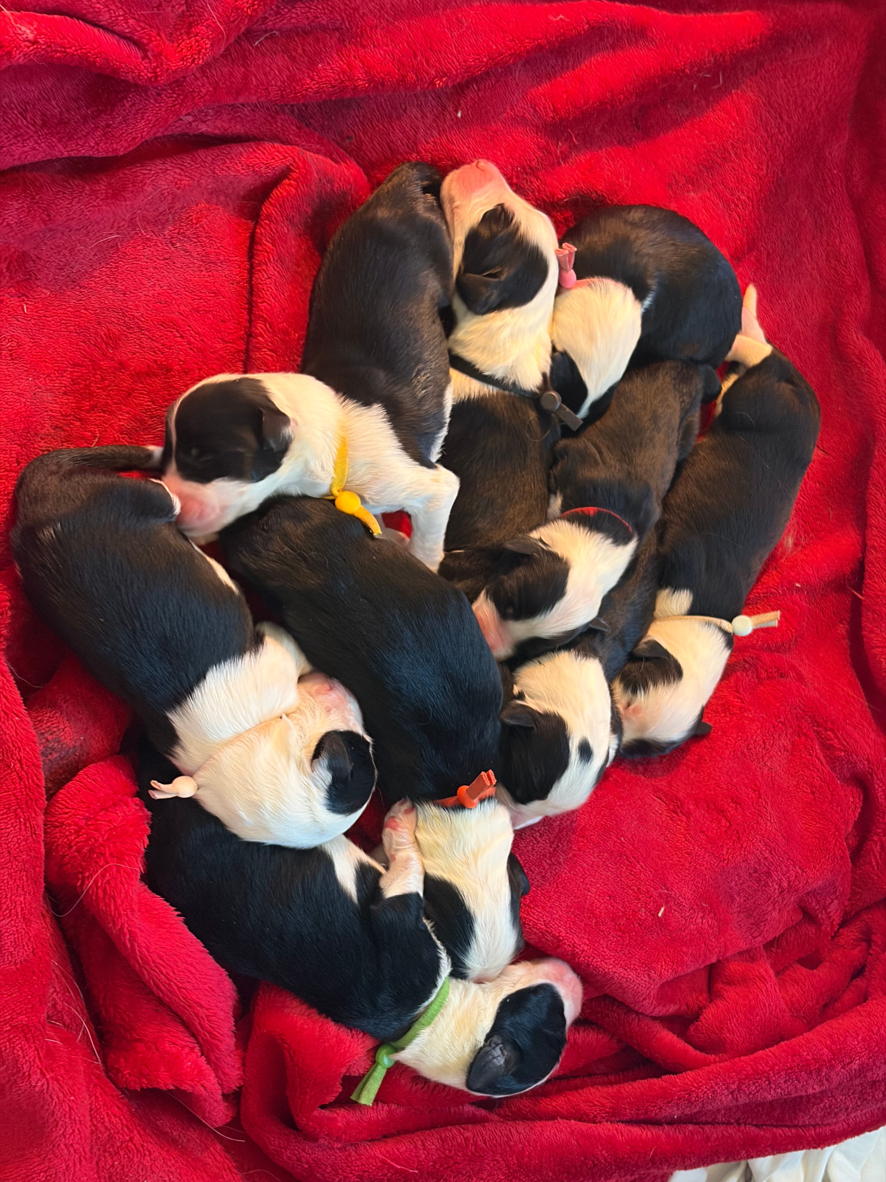 LES BEBES DE ROMY ET MAVERICK SONT ARRIVES