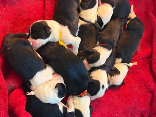 LES BEBES DE ROMY ET MAVERICK SONT ARRIVES