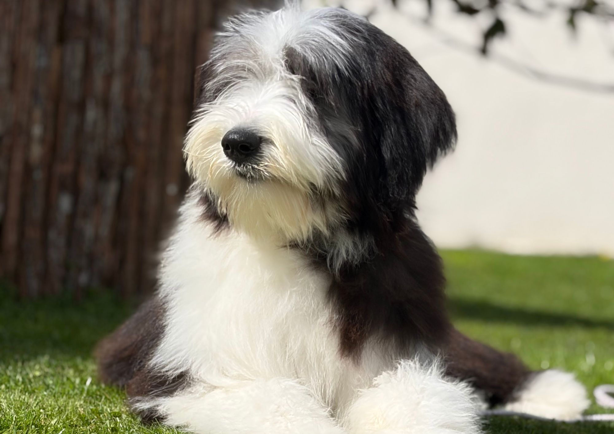 ARMONY DE SAINT PRIXE "MINDY"