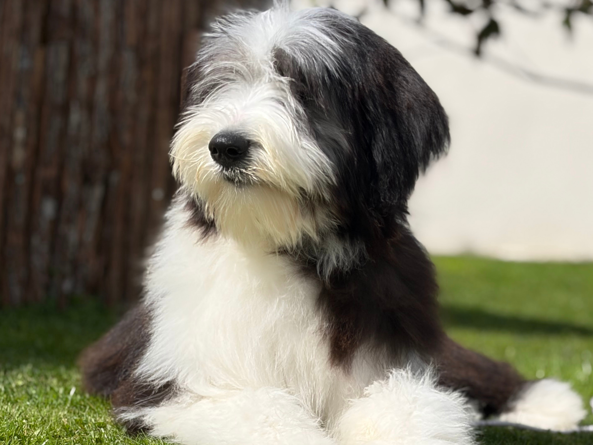 ARMONY DE SAINT PRIXE "MINDY"