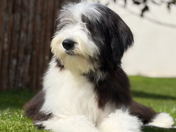 ARMONY DE SAINT PRIXE "MINDY"