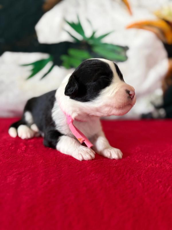 BERENICE — chiot de Maverick & Romy