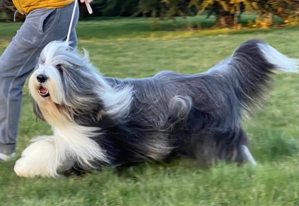 Photo de TANGO
