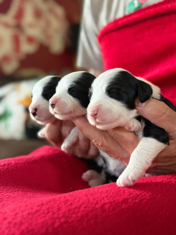 BORGIA — chiot de Maverick & Romy