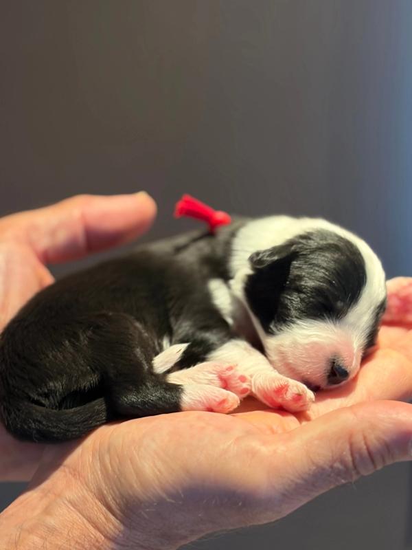 BELLA — chiot de Maverick & Romy
