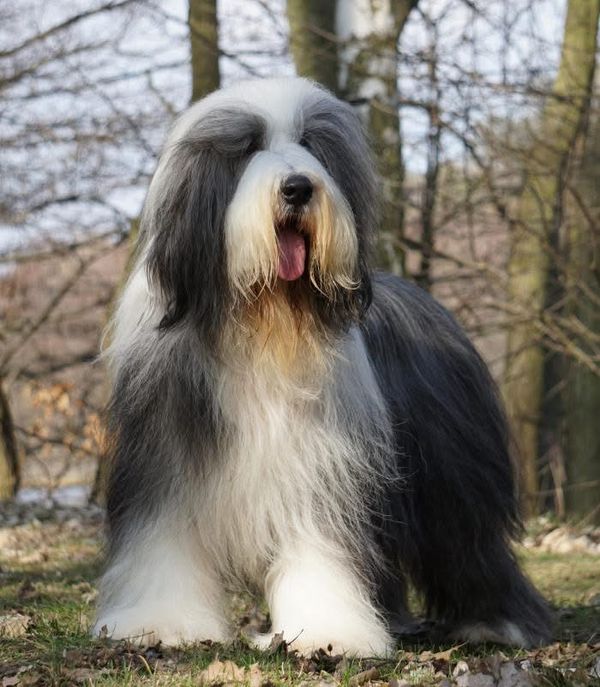 Photo de TANGO