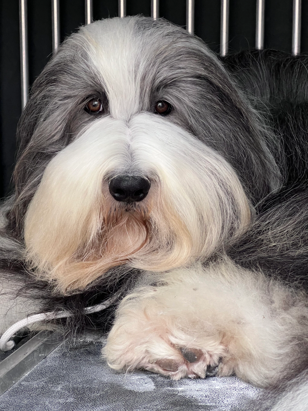 Photo de TANGO