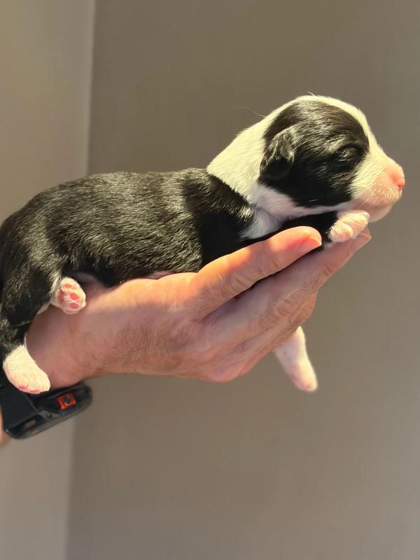 BOHEME — chiot de Maverick & Romy