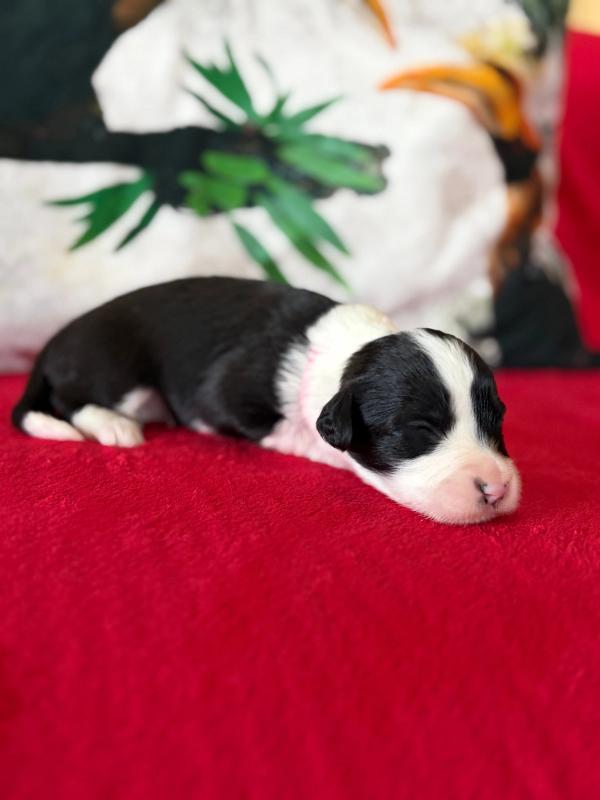 BERENICE — chiot de Maverick & Romy