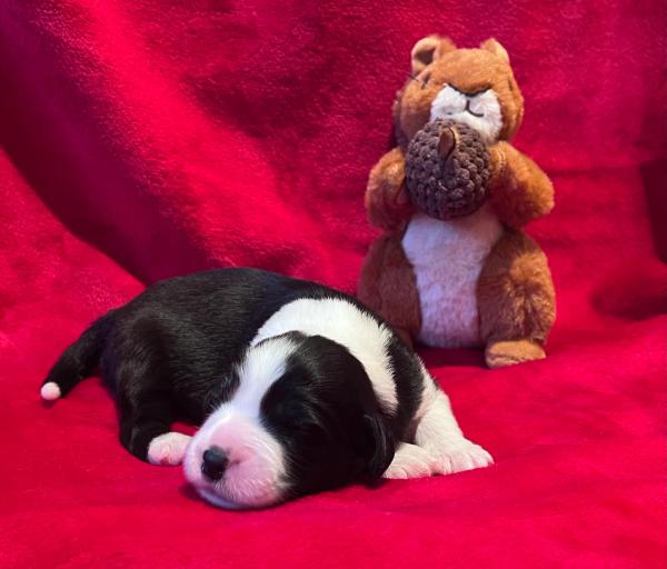Photo de ARMONY DE SAINT PRIXE "MINDY"