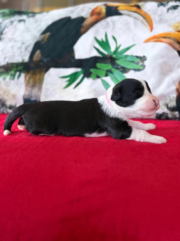 BERENICE — chiot de Maverick & Romy