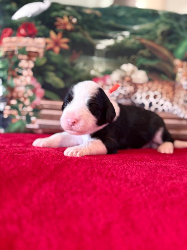 BORGIA — chiot de Maverick & Romy
