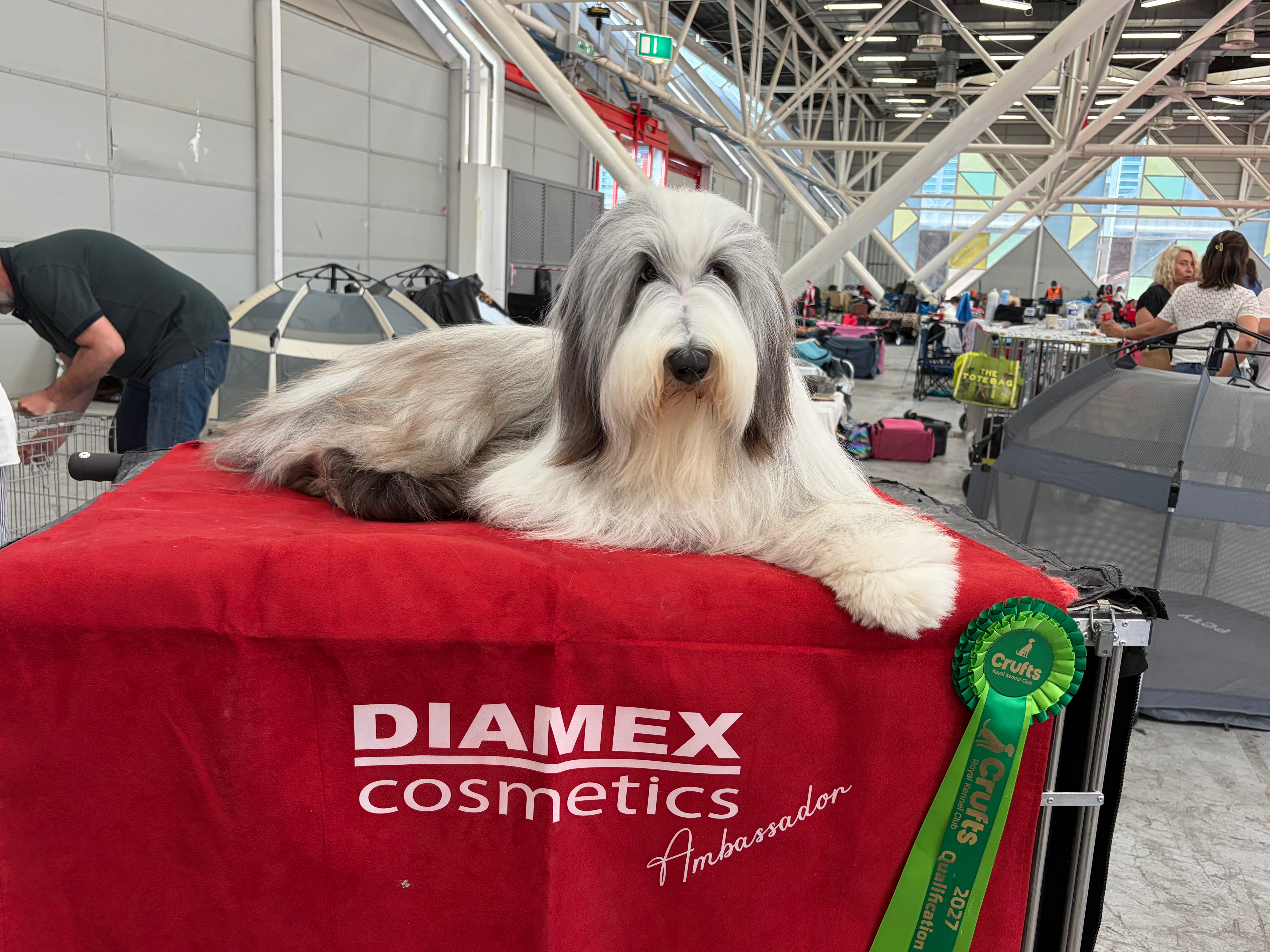 WORLD DOG SHOW BOLOGNE 7/6/2026