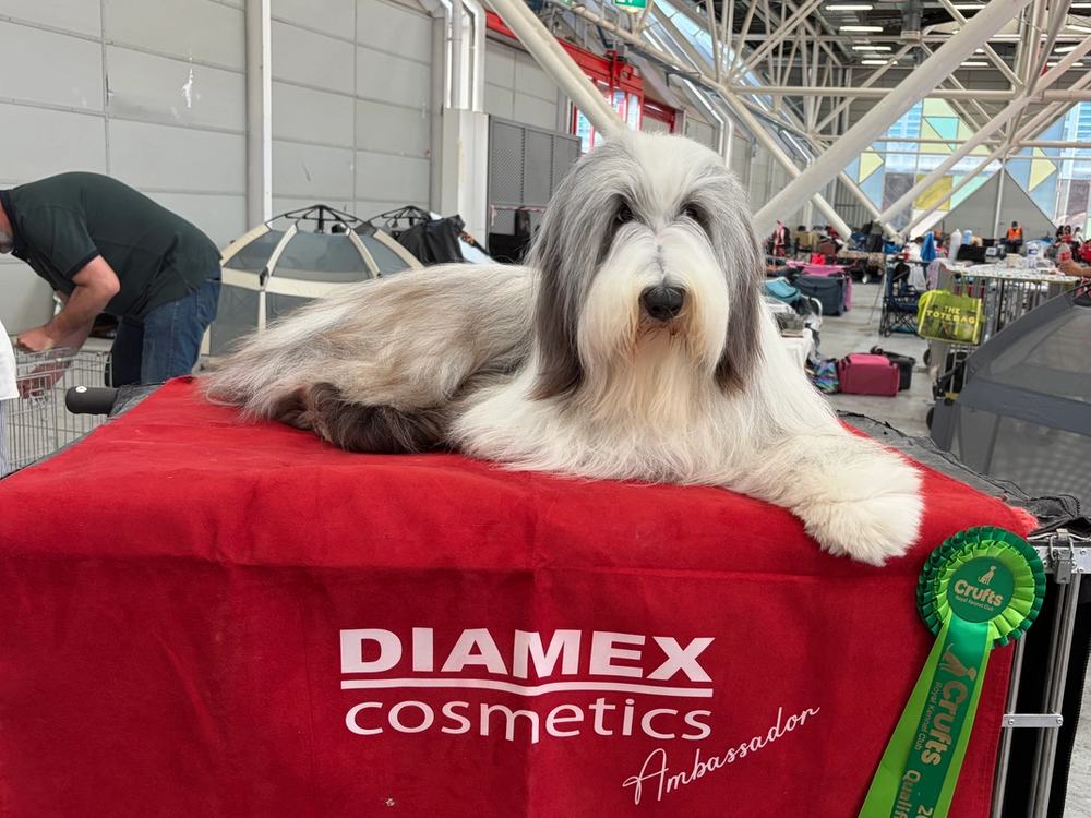 WORLD DOG SHOW BOLOGNE 7/6/2026