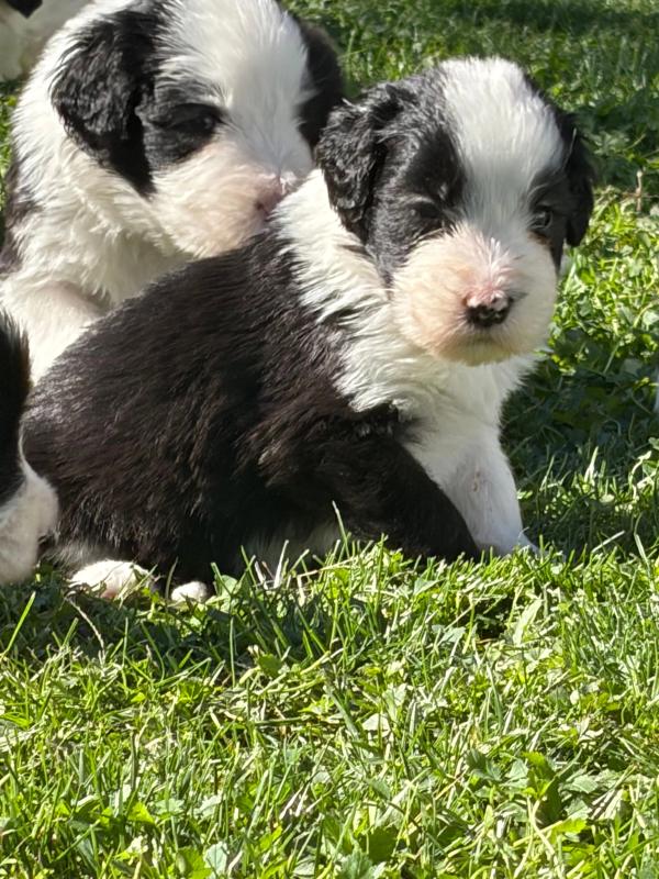 Portée de Maverick & Romy