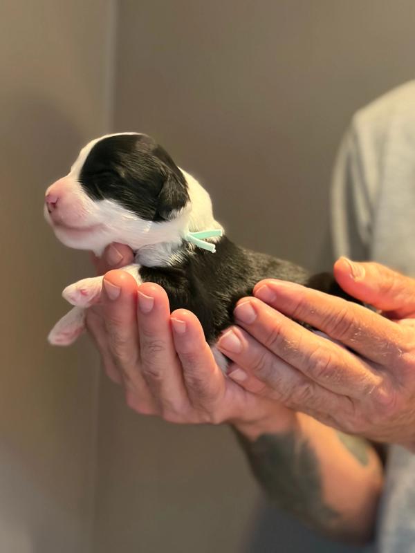 BRIDGET — chiot de Maverick & Romy
