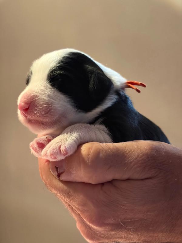 BORGIA — chiot de Maverick & Romy