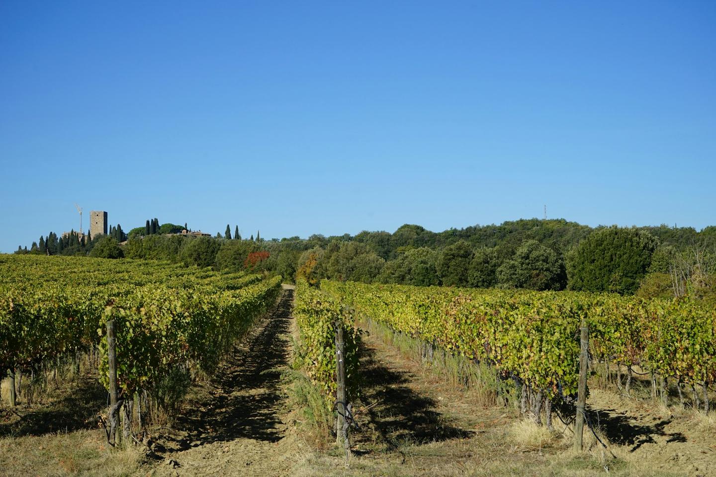 Vigneti nella campagna senese