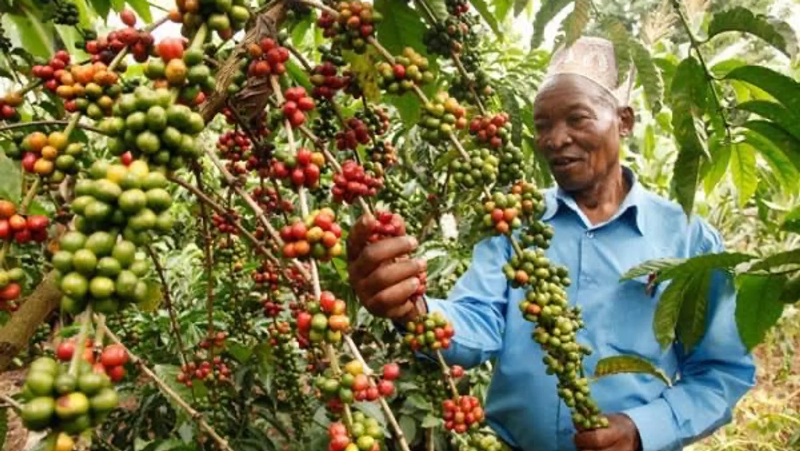De Koffie-keten Ontrafeld (Oeganda)