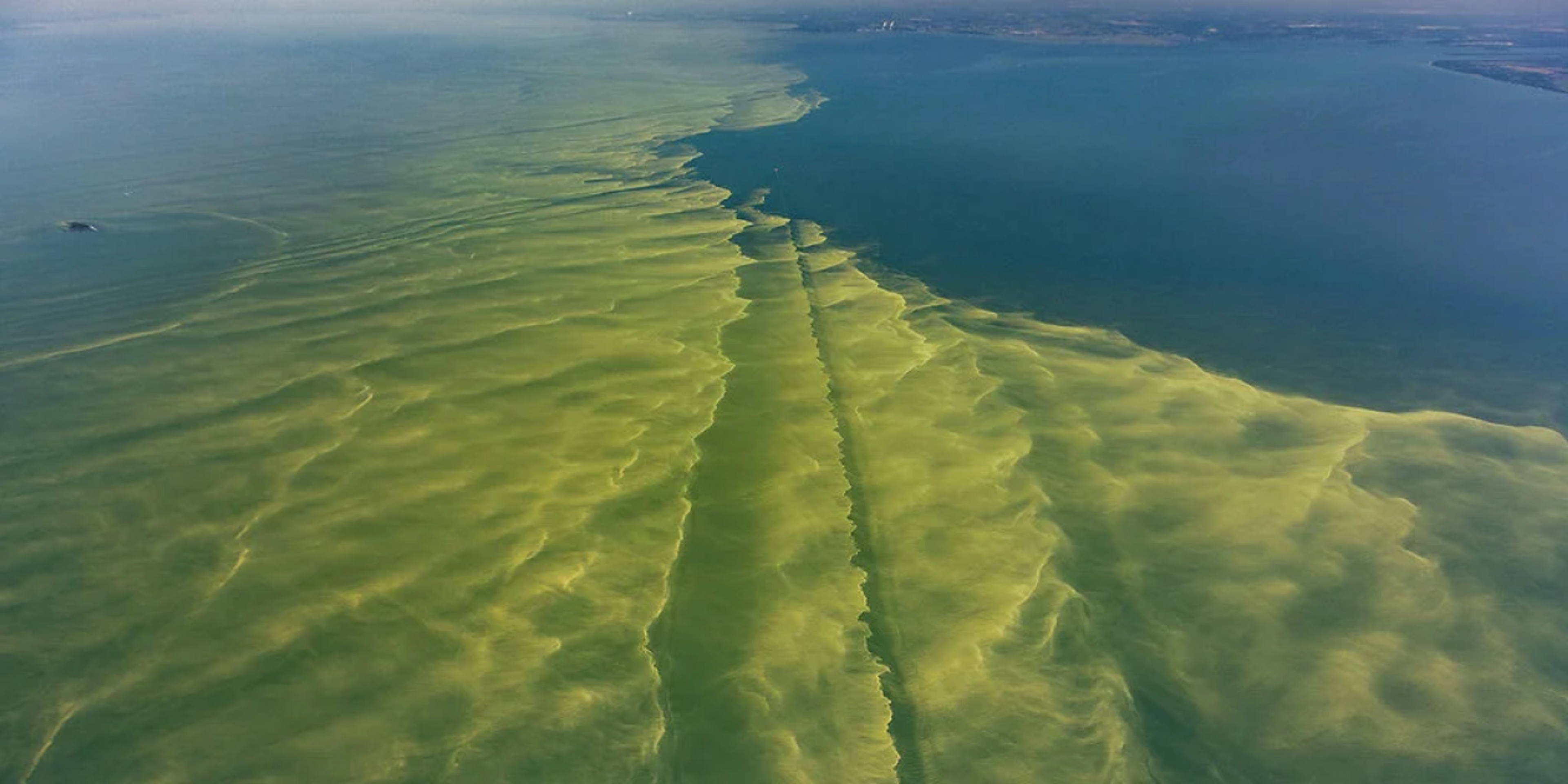 Reducing Harmful Algae Blooms With Microbes