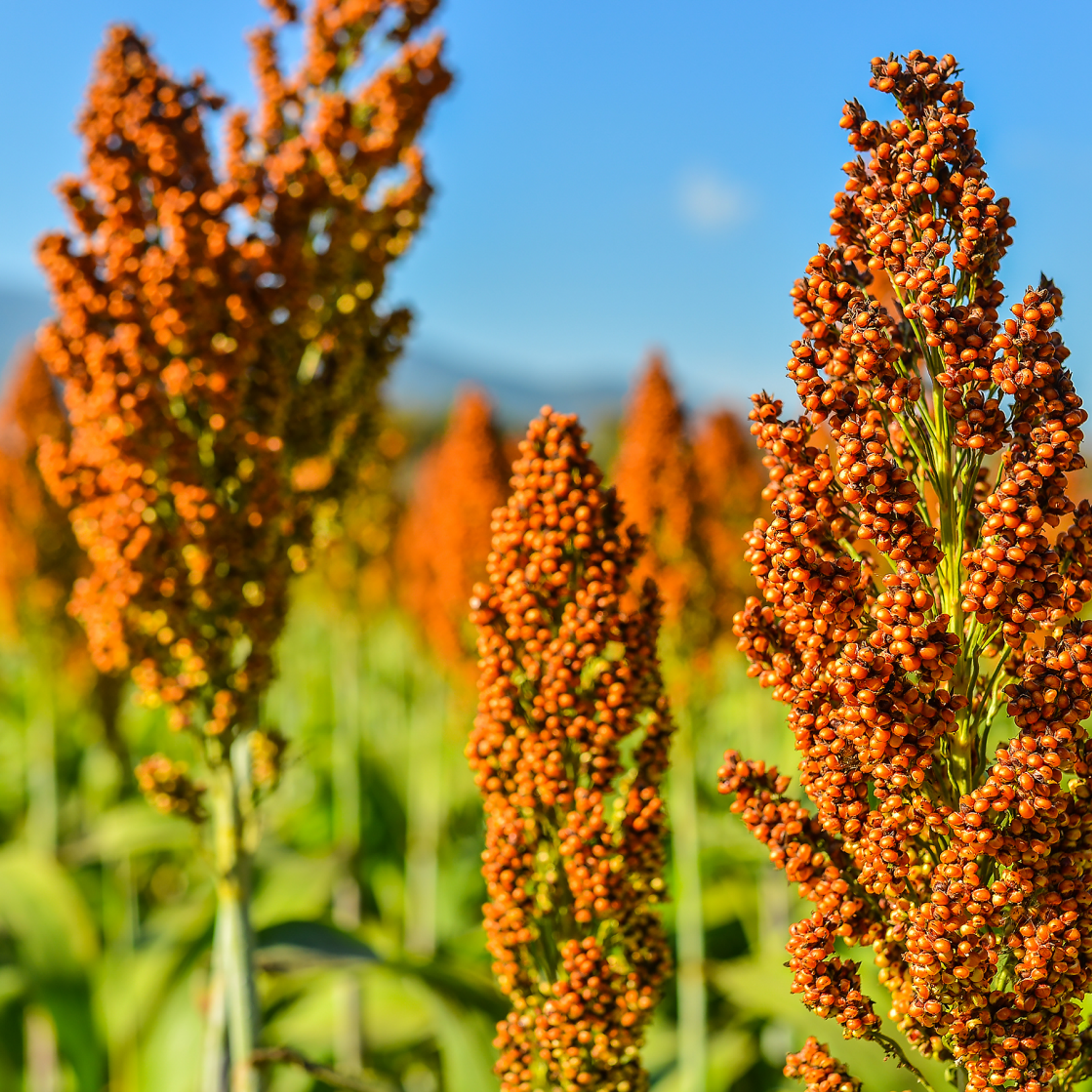 Photo of sorghum crop