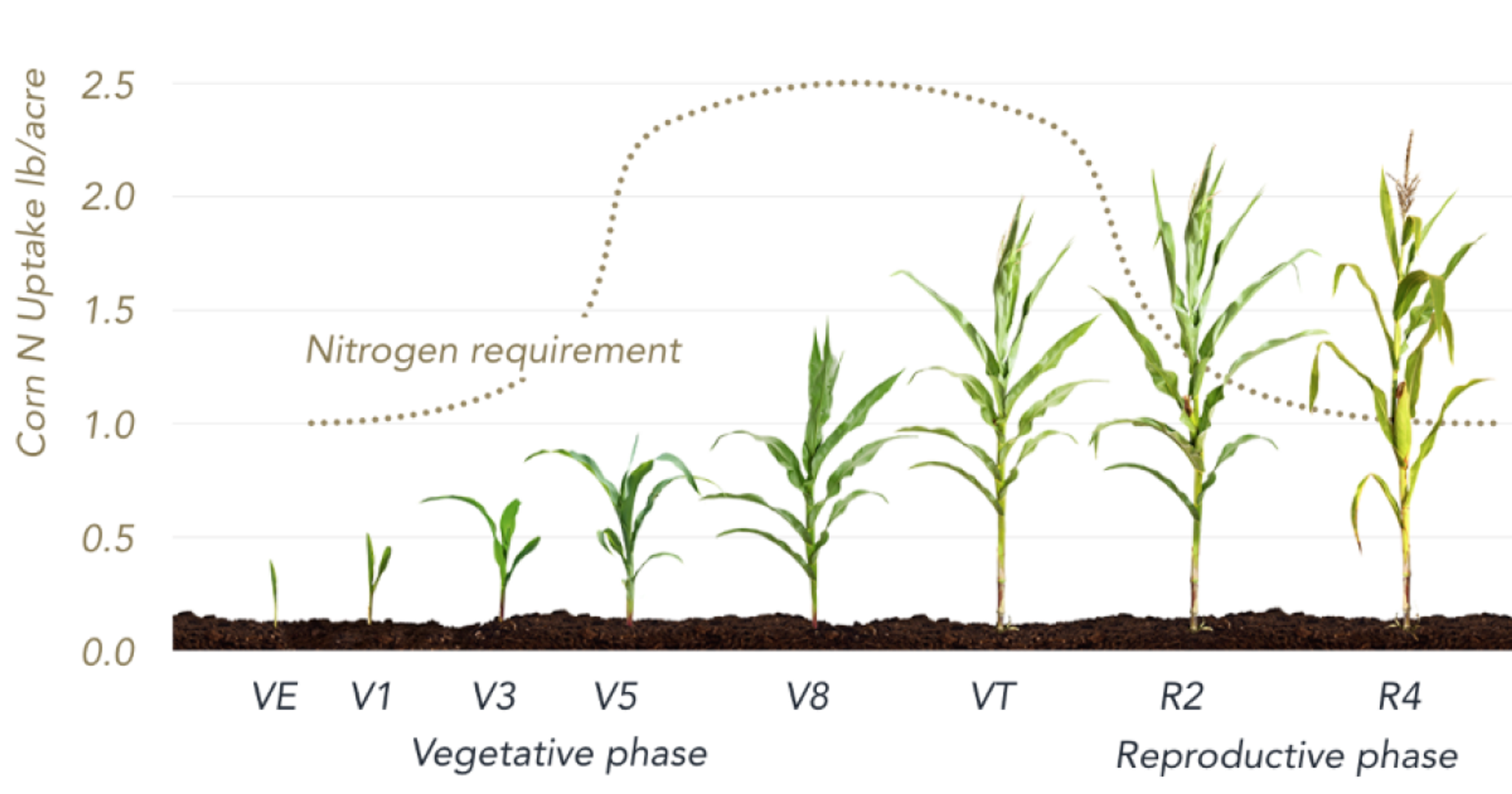 Revolutionary Self-Fertilizing Corn Enables Better Agriculture Productivity