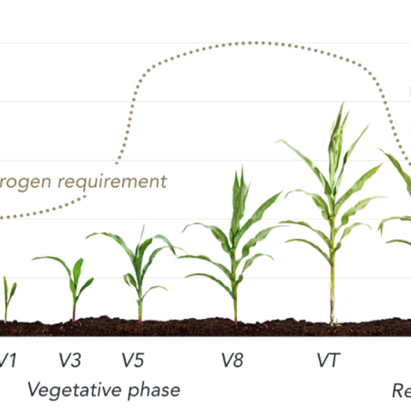 Revolutionary Self-Fertilizing Corn Enables Better Agriculture ...