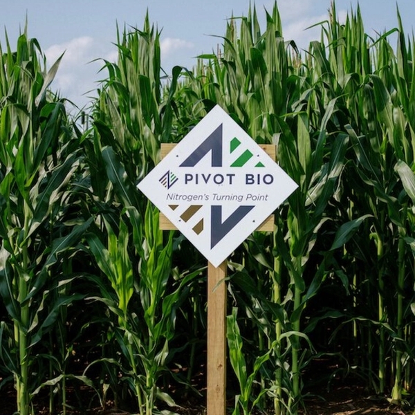 Pivot Bio In-Plant Nitrogen Study | Pivot Bio