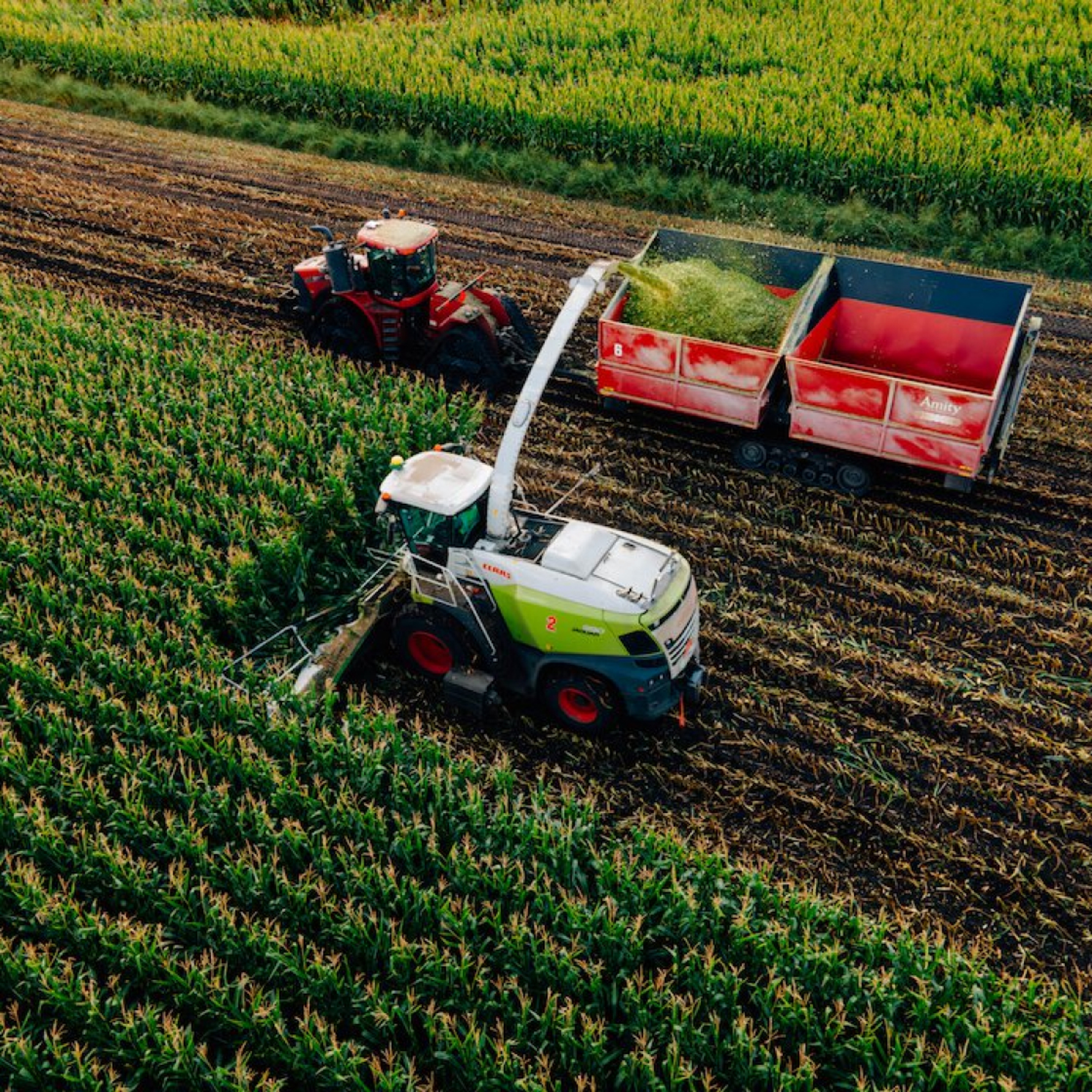Photo of a Silage Cutter in a Corn Field