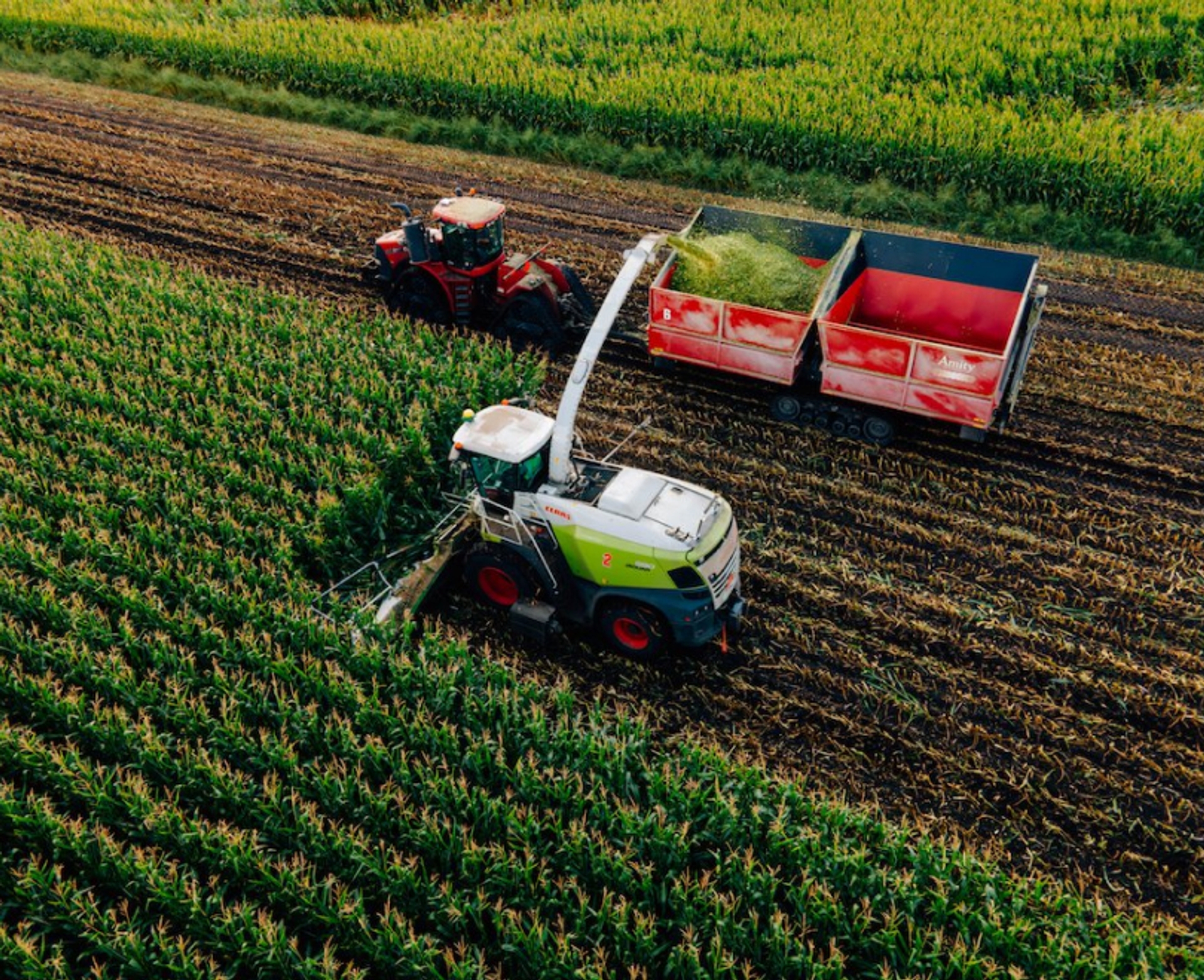 Photo of a Silage Cutter in a Corn Field