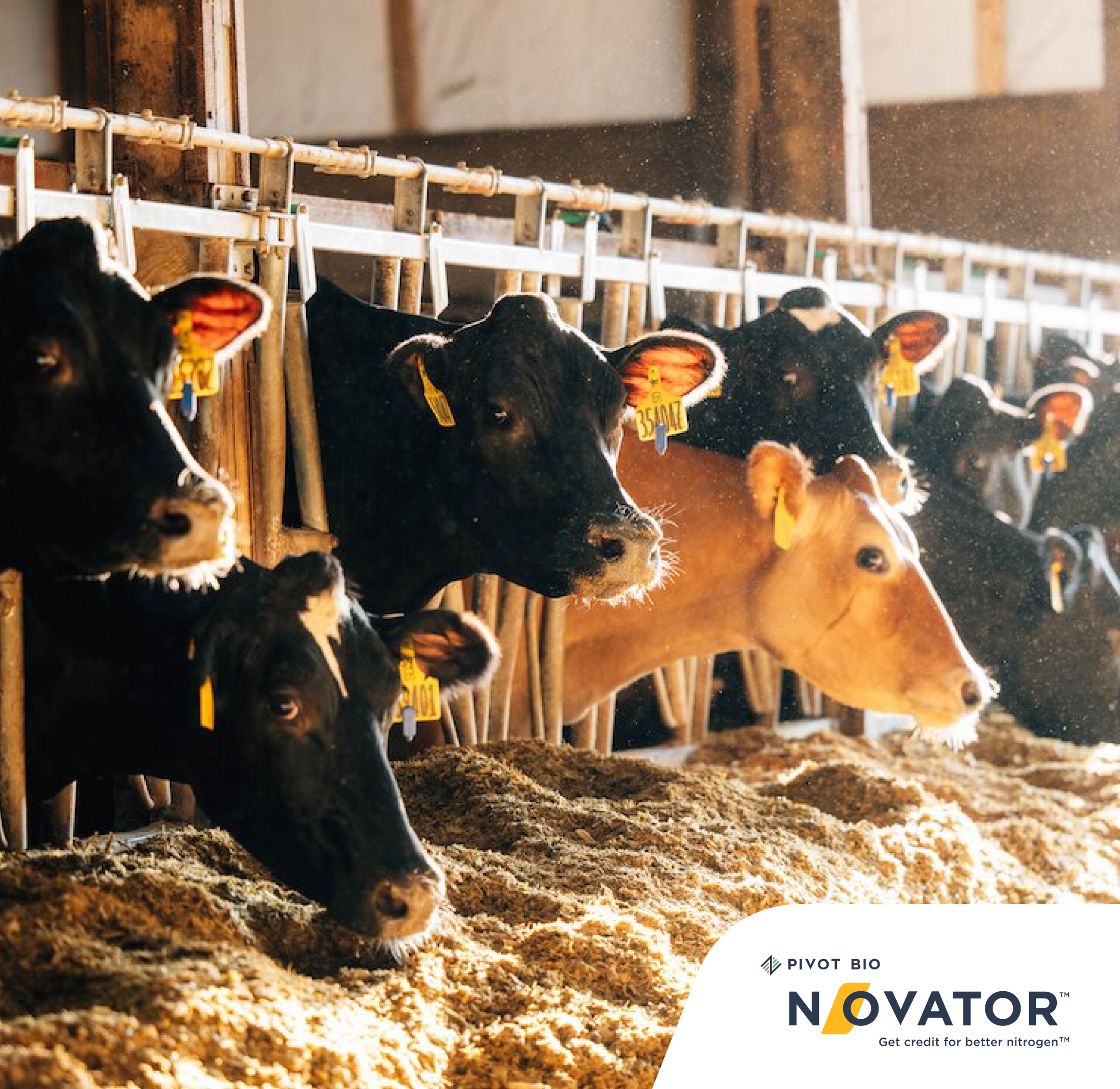 Cows eating silage grown with Pivot Bio Proven 40 product