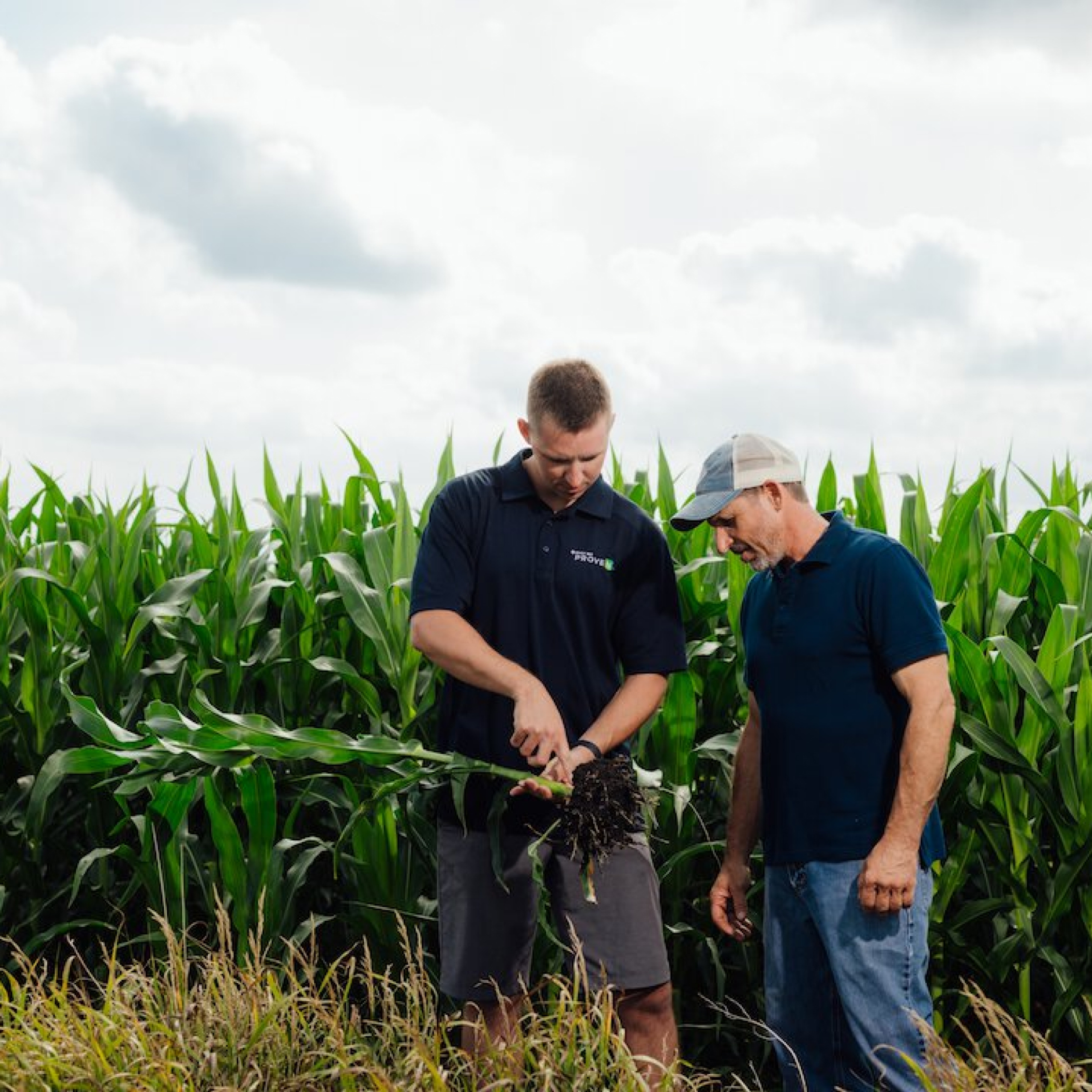 Pivot Bio agronomist points out root structures to a Farmer in a corn field