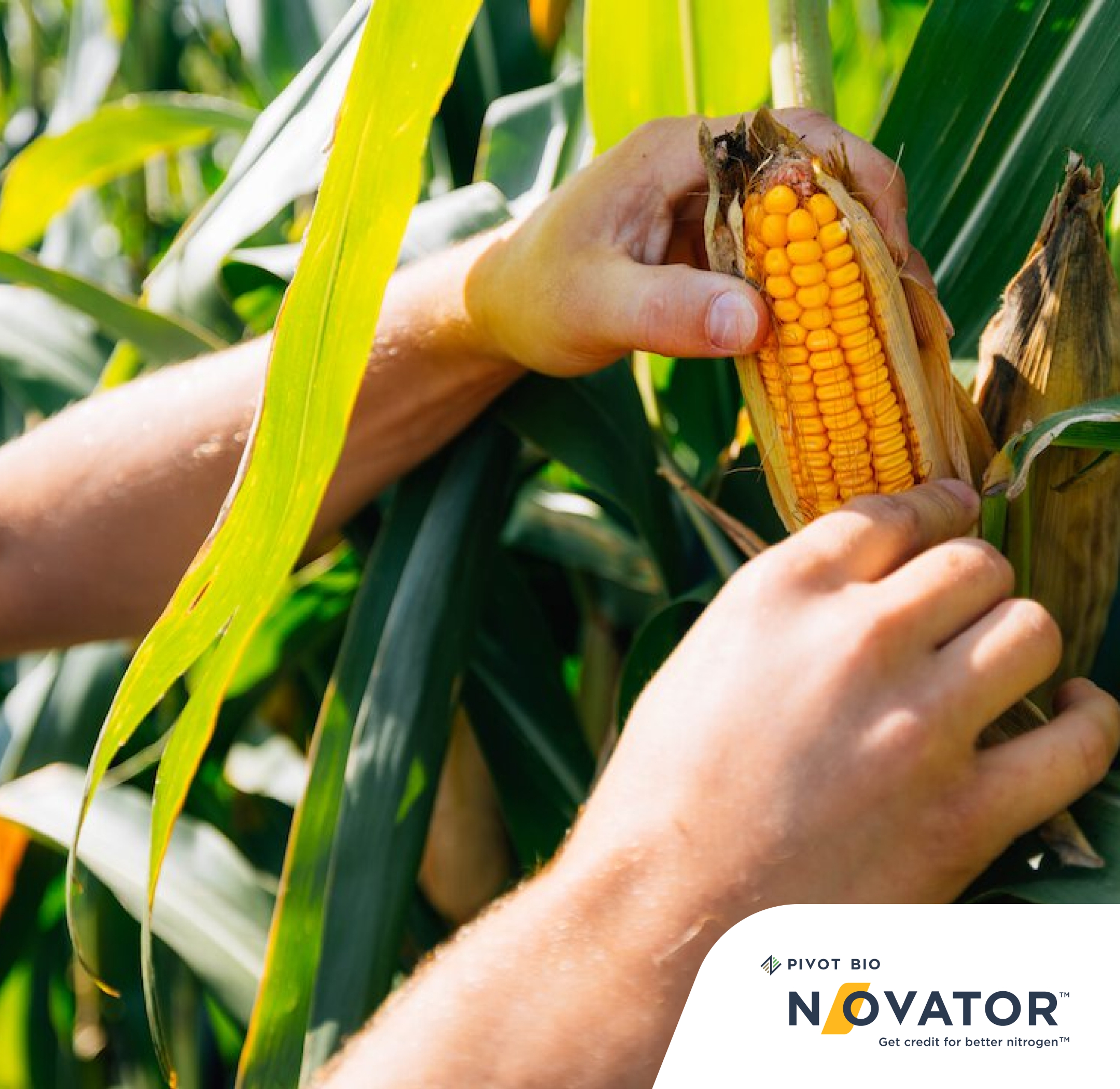 Farmer holding an ear of corn and N-OVATOR program logo callout