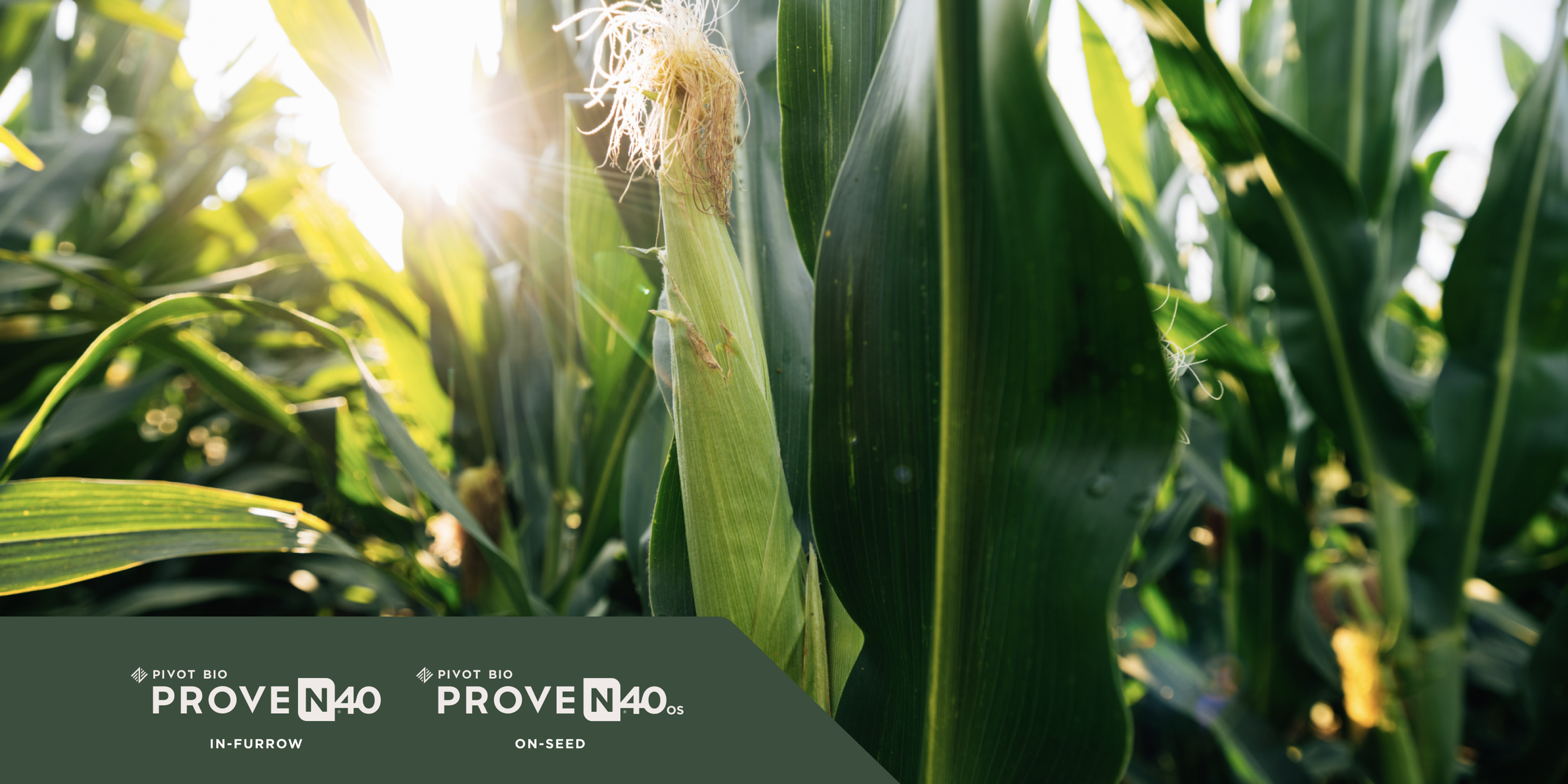 Photo of a Corn Crop with Pivot Bio Proven40 and Pivot Bio Proven 40 OS logos in the corner
