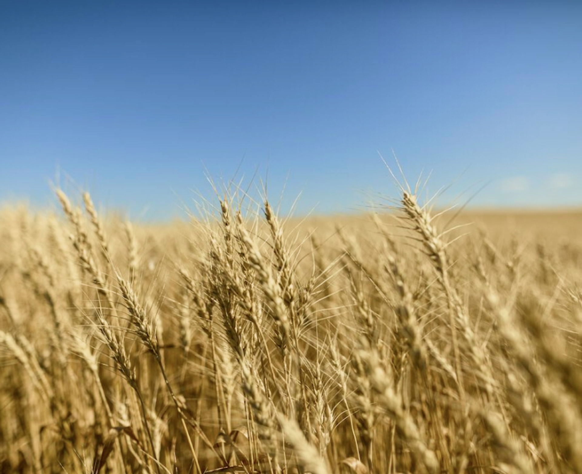 Photo of a Wheat Field