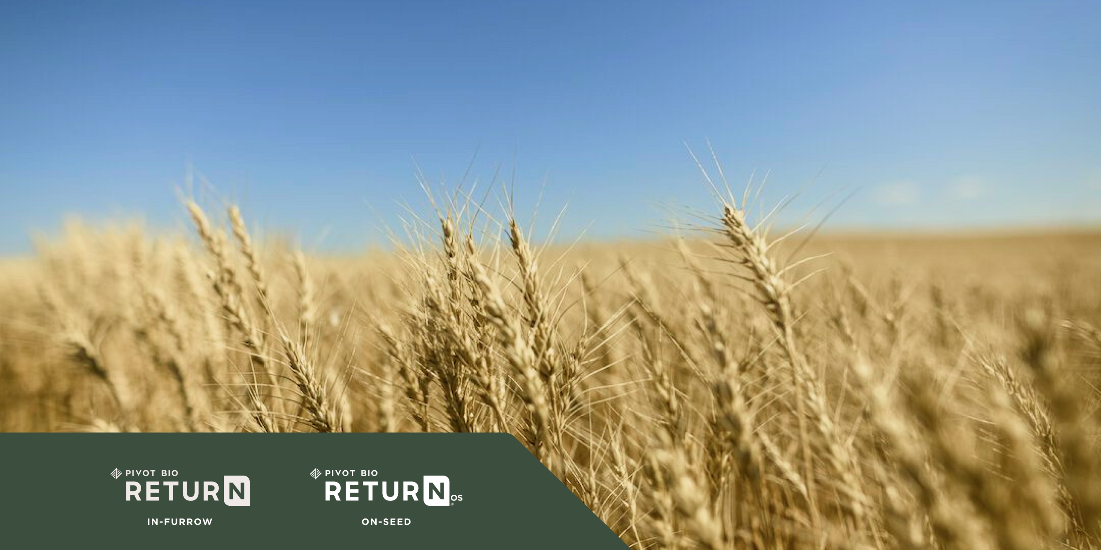 Photo of a Wheat Crop with Pivot Bio Return and Pivot Bio Return OS logos in the corner